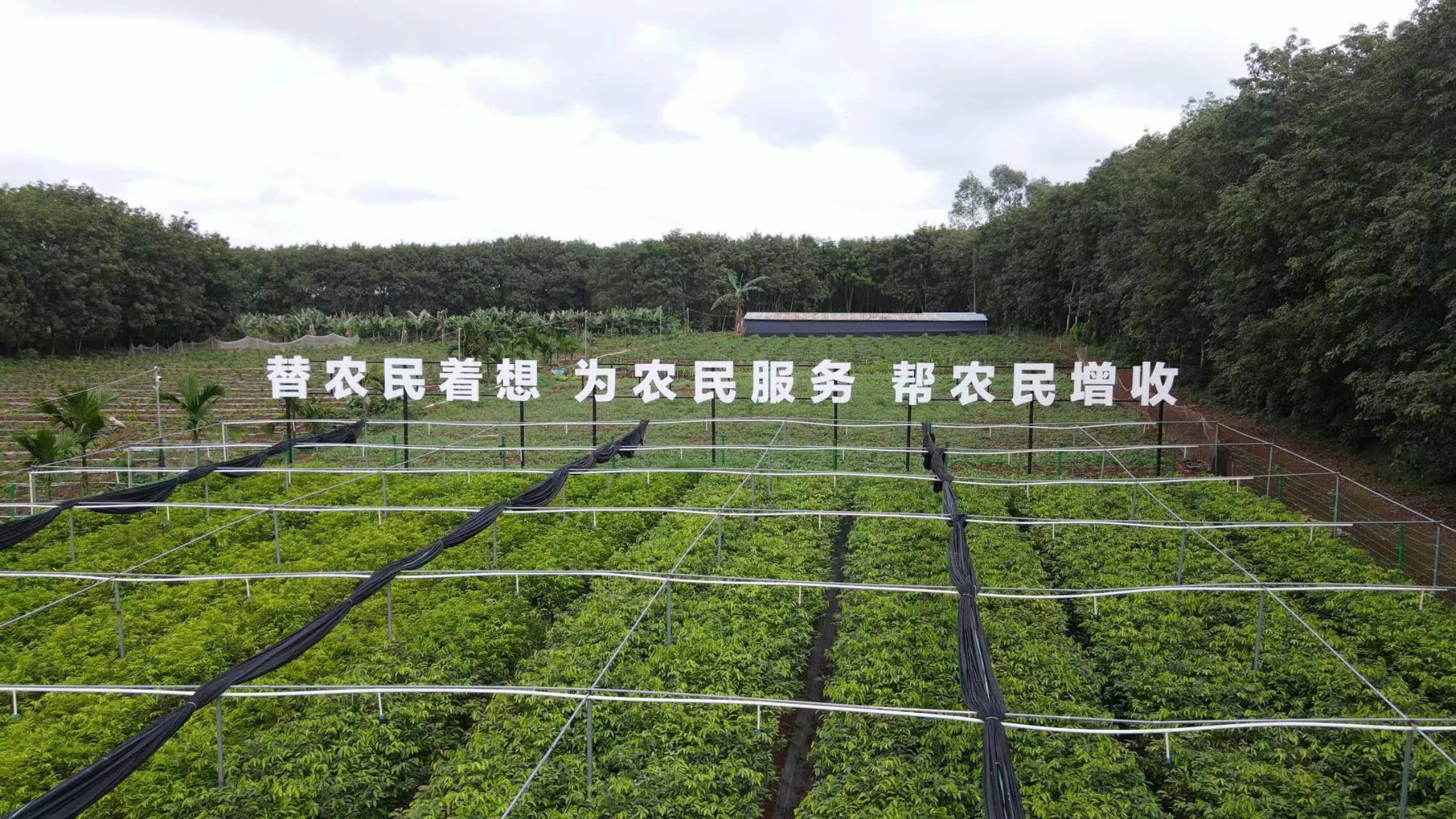 “皇桐”沉香系列乡村振兴产品斩获2023年海南自贸港文创大赛金奖