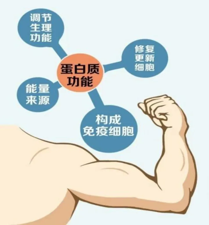 什么是蛋白质互补作用？