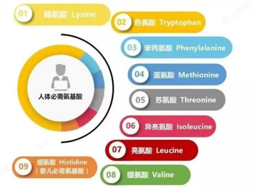 什么是蛋白质互补作用？