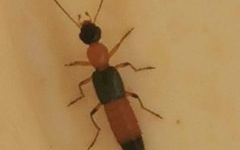 炎炎夏日，小心隐翅虫！