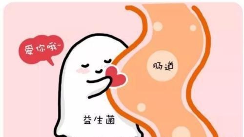 肠道健康的“守护者”——双歧杆菌