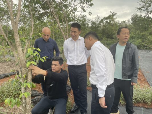加乐镇吹响沉香产业乡村振兴号角