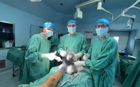 海南首次！海南医科大学第一附属医院自主完成3D-PSI辅助下人工全踝关节置换术