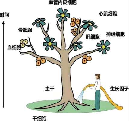 关关难过关关过！高龄老人血液病久治不愈，干细胞移植终现转机