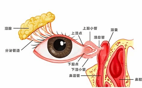 别让眼泪模糊余生！眼科专家揭开泪道“故障”真相