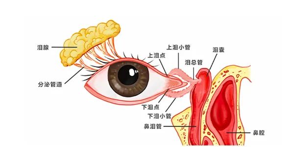 别让眼泪模糊余生！眼科专家揭开泪道“故障”真相