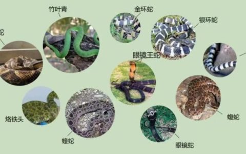 被毒蛇咬伤后怎么办？军医教你四招保命