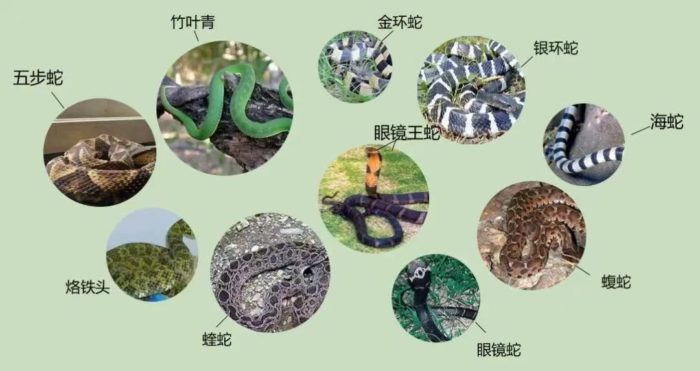 被毒蛇咬伤后怎么办？军医教你四招保命