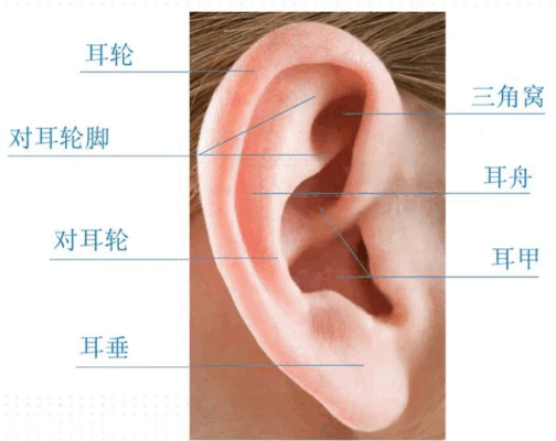  “一下”搞定宝宝耳朵不对劲？海医二院耳鼻咽喉头颈外科开展新生儿耳廓无创矫形新技术