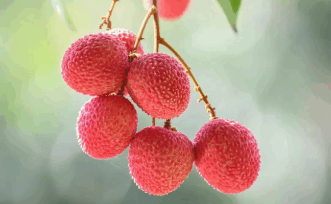 荔枝黄皮太馋人？糖友别怕！教您解锁荔枝黄皮的健康吃法