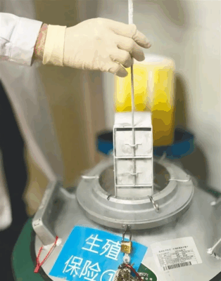 给未来宝宝留份“生育保单”,男性也能“冻存”生育力