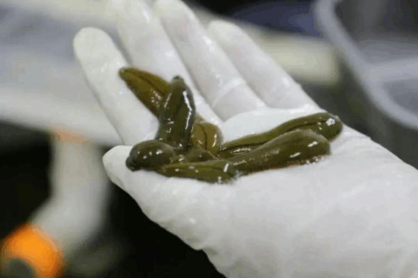 “野虫子”变“标准药”！ 海南金边蚂蟥国家级标准发布，白沙分院助力规范化治疗