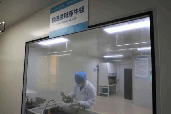 “野虫子”变“标准药”！ 海南金边蚂蟥国家级标准发布，白沙分院助力规范化治疗